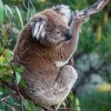 Koala - Phascolarctos cinereus o3015